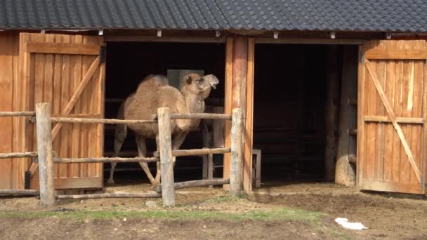 Camello Dromedario Una Sola Joroba Ungulado Grande Imparcial Familia Los — Vídeo de stock