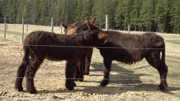 Poitou Donkeys Other Donkey Breeds Distinguish Long Shaggy Haired Coat — Stockvideo