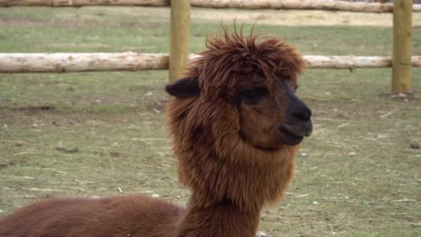 Alpaca Djur Närbild Alpackas Hemland Sydamerika Bolivia Peru Chile Och — Stockvideo