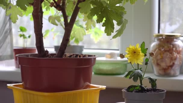 Houseplants Home Yellow Flower Chrysanthemum Seedling Grows Plastic Flowerpot Young — Stockvideo