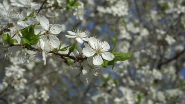 Güneşli Bir Baharda Rüzgarlı Bir Günde Ağaçta Beyaz Çiçekler Açar — Stok video