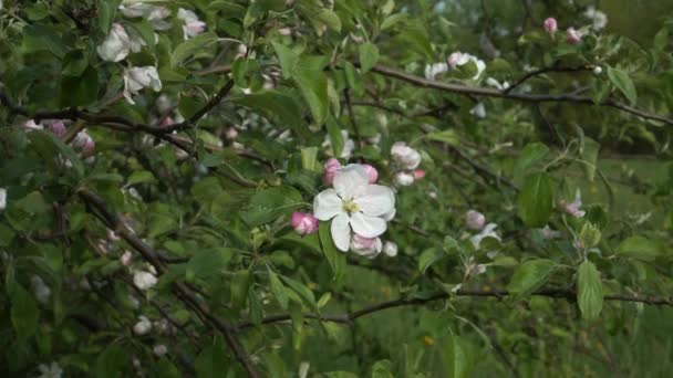 Green Nature Spring Apple Branch Blossom Flowering Fruit Tree Branch — Vídeos de Stock
