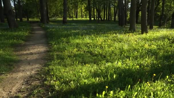 Sunlit Lawn Park Beautiful Sunny Summer Day Shady Place Tree — Vídeos de Stock