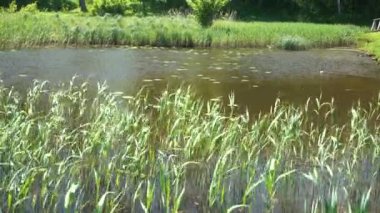 Summer nature at the riverside on a windy and sunny day. A scenic, bright landscape on a grassy river bank or maybe on a pond side. The ducks float on a vibrating water surface.