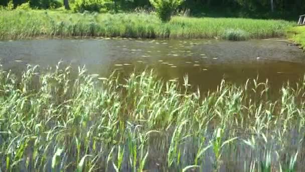 Summer Nature Riverside Windy Sunny Day Scenic Bright Landscape Grassy — Wideo stockowe
