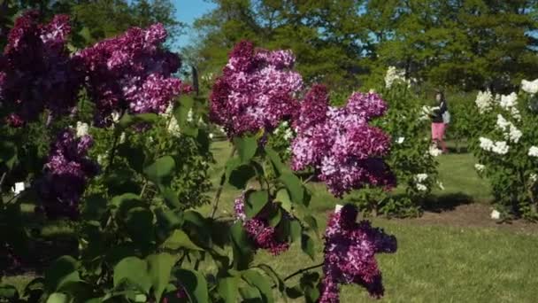 Dobele Latvia May 2021 Beautiful Flowering Lilac Branches Bloom Typical — Video Stock