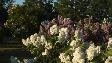 A beautiful sunny day in the spring season with a view of florets in the Dobele Lilacs garden. Species of the flowering lilac trees in white and pink-violet colors in a close-up view.