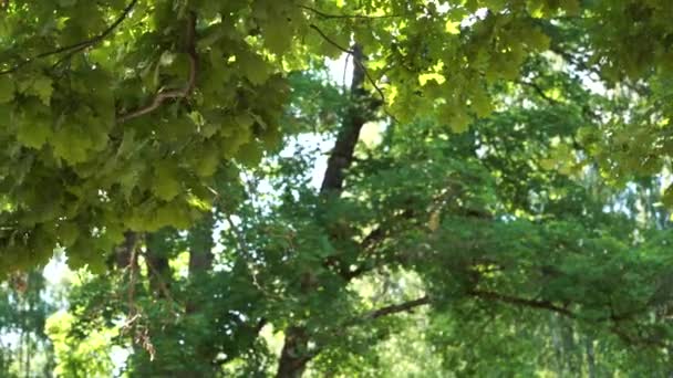 Green Nature Landscape Hanging Oak Branches Close View Blurred Natural — Video Stock