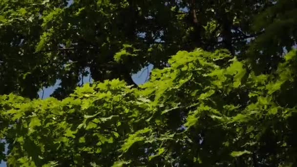 Green Nature Landscape Hanging Deciduous Branches Close Maple Tree Foliage — Video Stock