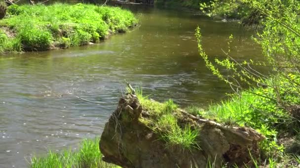 Rzeczny Krajobraz Strumienia Wody Dzikiej Przyrodzie Wiosny Lata Widok Pniaka — Wideo stockowe