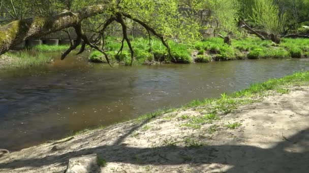 River Current Wilderness Environment View Riverside Flowing Water Green Hue — Stockvideo