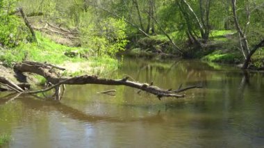 Nehir akıntısında asılı kuru bir ağaç gövdesi var. Su akıntısı manzaralı güzel vahşi doğa. Yaz mevsimi güneşli gün manzarası.
