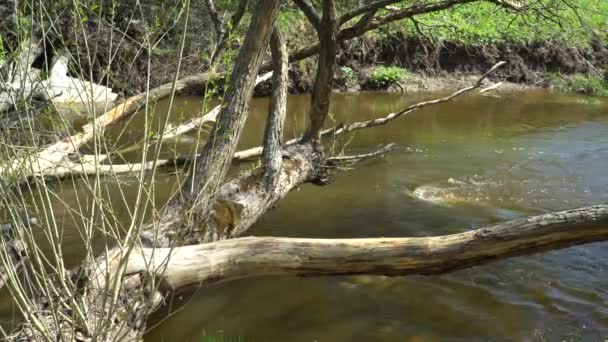 Rzeczny Potok Wodny Widoku Brzegu Rzeki Dzikiej Przyrody Rzece Płynie — Wideo stockowe