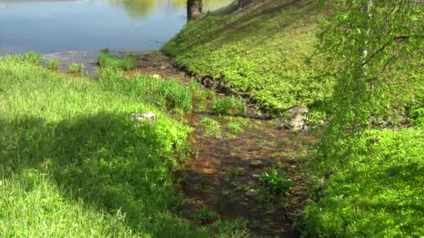 View Tributary River Green Valley Water Flow Wild Grass Stems — Stockvideo