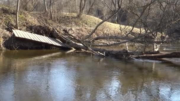 Uszkodzenia Powodziowe Brzegu Rzeki Konsekwencje Wiosennych Powodzi Drzewa Spadły Przez — Wideo stockowe