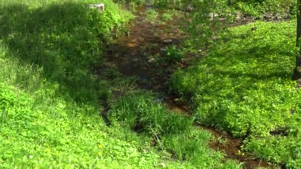 野外的绿色自然背景 阳光明媚的日子里 清澈的泉水在青草丛中流淌 树叶在长满青草的地面上形成阴影 — 图库视频影像