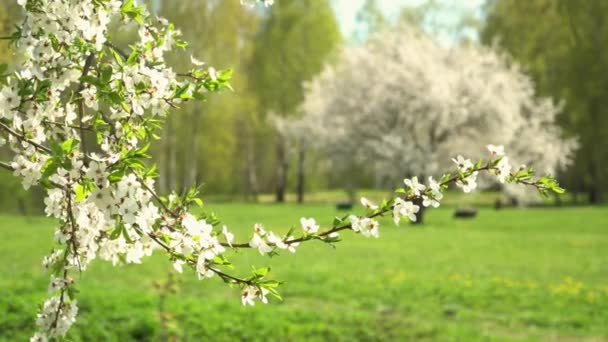 Virágzó Természet Szépsége Tavaszi Évszakban Park Parkosított Környezetében Fehér Virágokkal — Stock videók