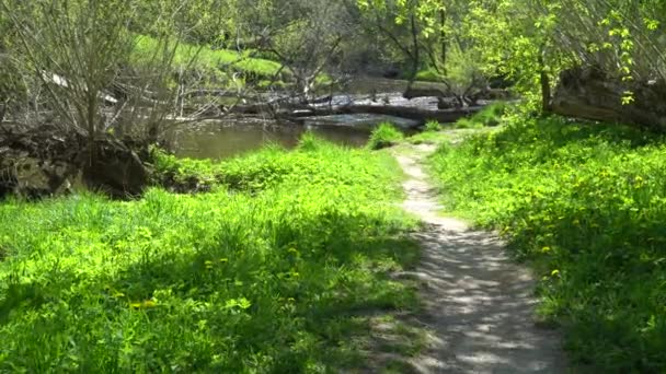 Travnatý Břeh Řeky Path View Overgrown River Fallen Trees Sunny — Stock video