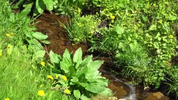 Ρευστό Νερό Πηγής Μια Καταπράσινη Όχθη Στην Άγρια Φύση Ροή — Αρχείο Βίντεο