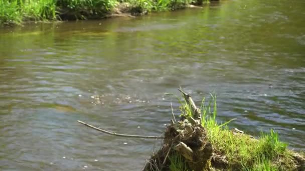 Krajobraz Wiosennych Powodzi Widok Rzeki Brzegu Słoneczny Dzień Wiosny Skupiamy — Wideo stockowe