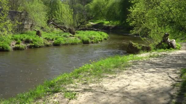 Little River Flowing Water Scene Wild Nature Sandy Pathway View — Stock Video