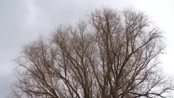 灰色の曇天の背景には裸の木の葉が見えます 寒い天気 冬から春にかけての典型的な自然景観 回転運動シーンで撮影された落葉の裸の枝 — ストック動画