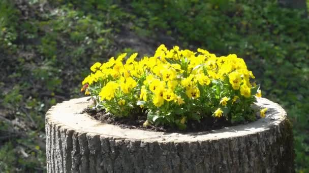 Diseño Del Paisaje Muestra Cómo Cultivar Flores Tocones Árboles Flores — Vídeos de Stock