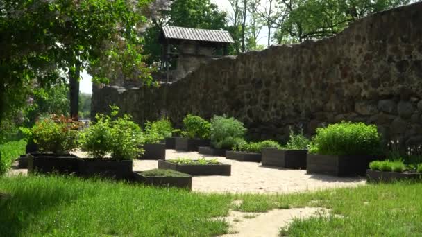 Letní Zahrada Bylin Okrasných Léčivých Rostlin Blízkosti Zdí Středověkého Hradu — Stock video