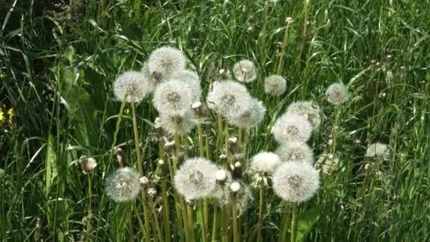 Flauschige Weiße Löwenzahnköpfe Wiegen Sich Wind Die Wachsen Zwischen Den — Stockvideo