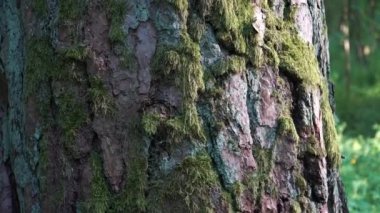 Eski çam ağacı kabuğunu yosunlu yakın plan görüntüsü. Yosun dolu yaz ormanlarında doğa güzelliği.