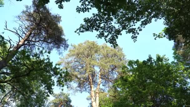 Vista Angolo Basso Delle Cime Degli Alberi Sfondo Cielo Blu — Video Stock