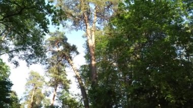 Karışık ağaç ormanlarında uzun çam ağaçları. Ormanlık bir ortamda aşağıdan yaşlı ağaçların tepesine kadar panoramik manzara. Mavi gökyüzü arkaplanındaki ağaç tepelerinin düşük açılı görünümü.