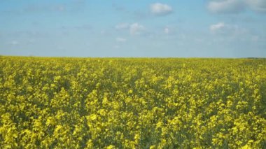 Güneşli bir yaz gününde birkaç bulutla çiçek açan tecavüz tohumu tarlası. Yakınlaştırma tarzındaki tecavüz bitkilerinin sarı çiçekleri..