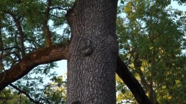 Eski yaprak döken ağaç yaprakları. Büyük dişbudak ağacı gövdesi ve dalları panoramik bir şekilde aşağıdan yukarıya hareket ediyor. Düşük açı görünümü.