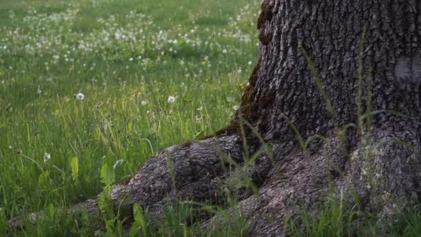 Close Scene Old Ash Trunk View Roots Park Green Grass — Stock Video