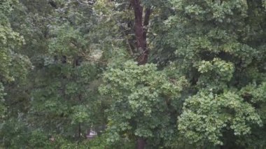 Yağmur yağıyor. Yaz mevsiminde yağmurlu ve dramatik rüzgarlı hava. Doğada yağmur damlalarının ağaçların arka planına düştüğü akçaağaç dallarının rüzgarda sallandığı bir parkın manzarası..