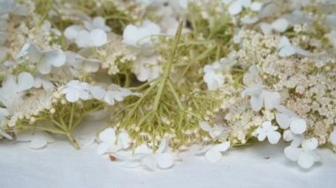 Tedavisel bitkilerin kurutulması - dikenli çicekler. Kalp sağlığını güçlendirmek için bitkiler. Latincede 