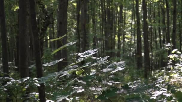 Zacienionym Lesie Mieszanym Gałąź Klonu Pokryta Pajęczą Pajęczyną Można Zobaczyć — Wideo stockowe
