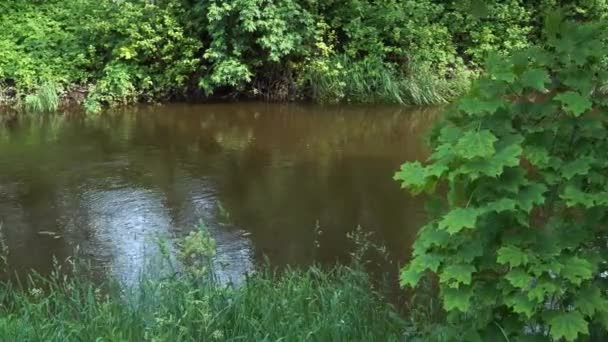 Ein Blick Auf Den Fließenden Fluss Von Einem Überwucherten Grasbewachsenen — Stockvideo