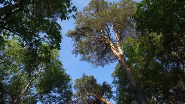Vista Sulle Cime Degli Alberi Guardando Alto Una Foresta Alberi — Video Stock