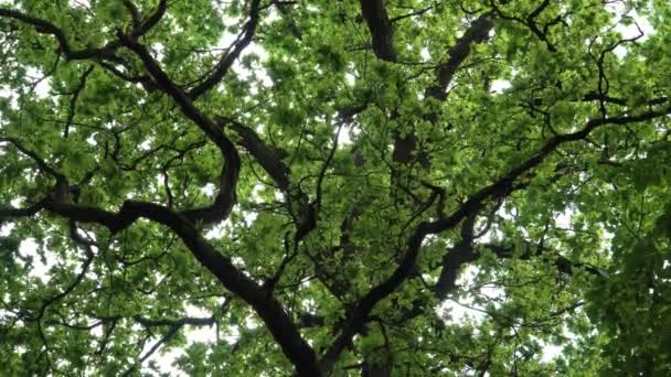Grande Fogliame Arboreo Vecchio Albero Deciduo Parco Una Foresta Angolo — Video Stock