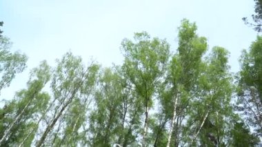 Bir huş ağacının içindeki açık gökyüzüne bakıyorum. Bahar mevsiminde ağaç tepelerinin alçak açılı görüntüsü. Uzun huş ağaçlarının yeşil yaprakları. Kamera sahne etrafında dönüyor.