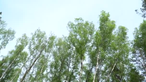 Looking Clear Sky Birch Grove Low Angle View Tree Tops — Video Stock