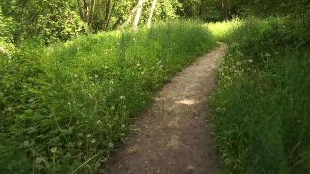Walking Motion Hiking Path Wild Winding Trail Summer Nature Attractiveness — Vídeo de Stock