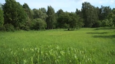 Ormanlık alana yakın bir banliyö bölgesinde bakımlı bir çayır. Açık havada yürüyüş için popüler bir yer. Yürüyen bir yolda hareket halindeki bir sahne..