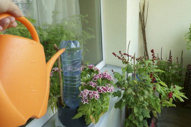 Plastik bir PET şişesiyle balkonda bitki sulama sistemi. Saksıda çiçek açan ev bitkilerini su ile beslemek için akıllıca bir yöntem. Bahçıvanlık. Loggiadaki bahçe. İnsan elinde bir sulama kutusu..