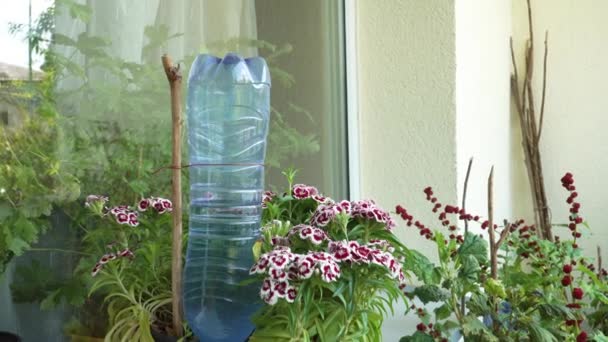 Simple Method Watering Houseplants Pot Diy Type Device Made Using — Stockvideo