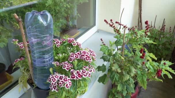 Plant Watering Method Balcony Using Plastic Pet Bottle Smart System — Stockvideo