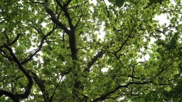 Scene Motion Big Treetop Foliage Old Oak Tree Low Angle — Video Stock