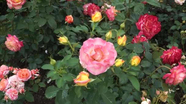Rosas Coloridas Florecientes Una Vista Desde Parte Superior Especies Reales — Vídeo de stock